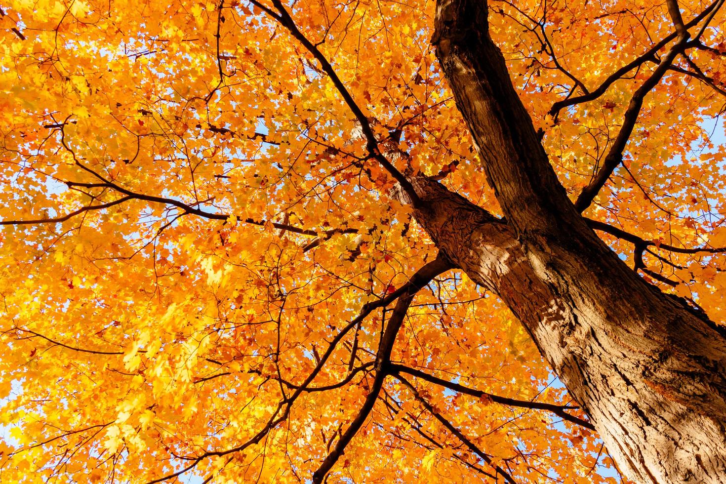 Yellow leaves and branches in Autumn photo