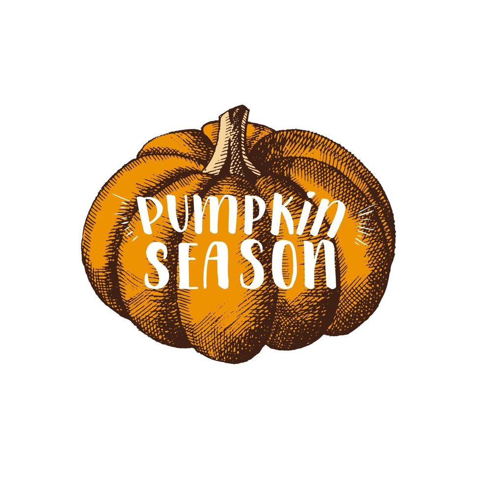 temporada de calabaza frase de caligrafía de letras de otoño. calabaza dibujada a mano vector