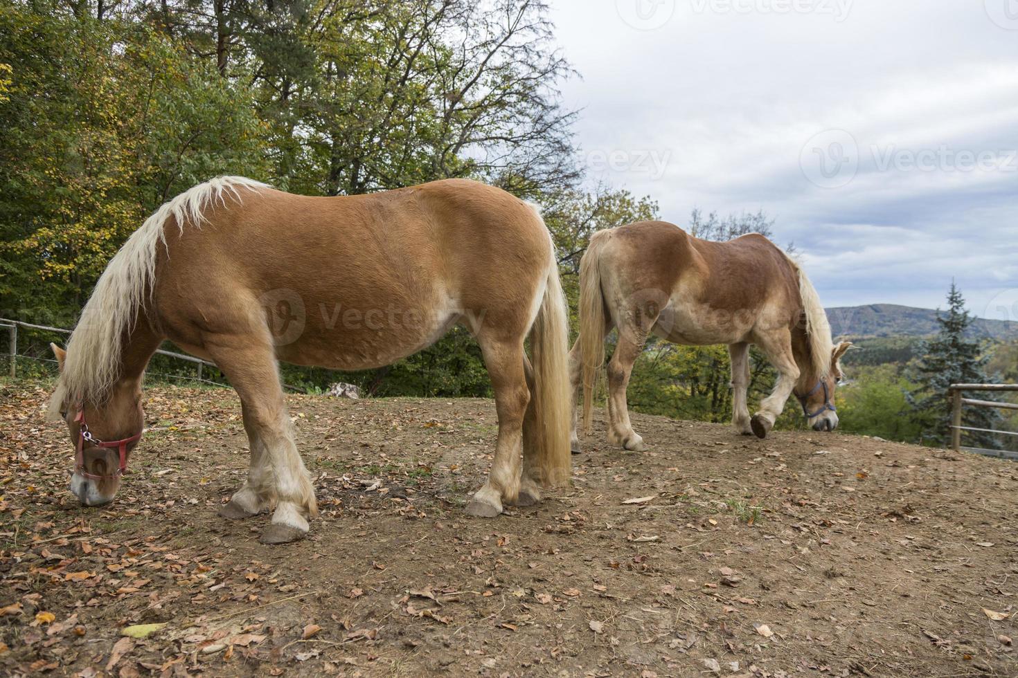 dos caballos pastando foto