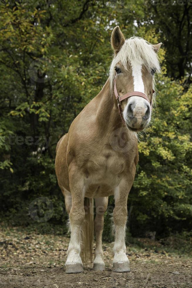 Portrait of beautiful horse photo