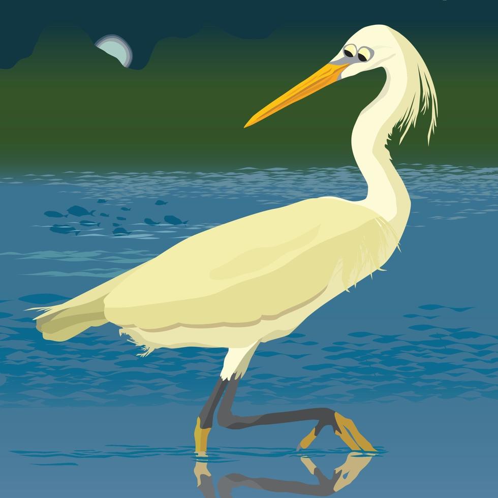 Egret eyeing up a midnight feast vector