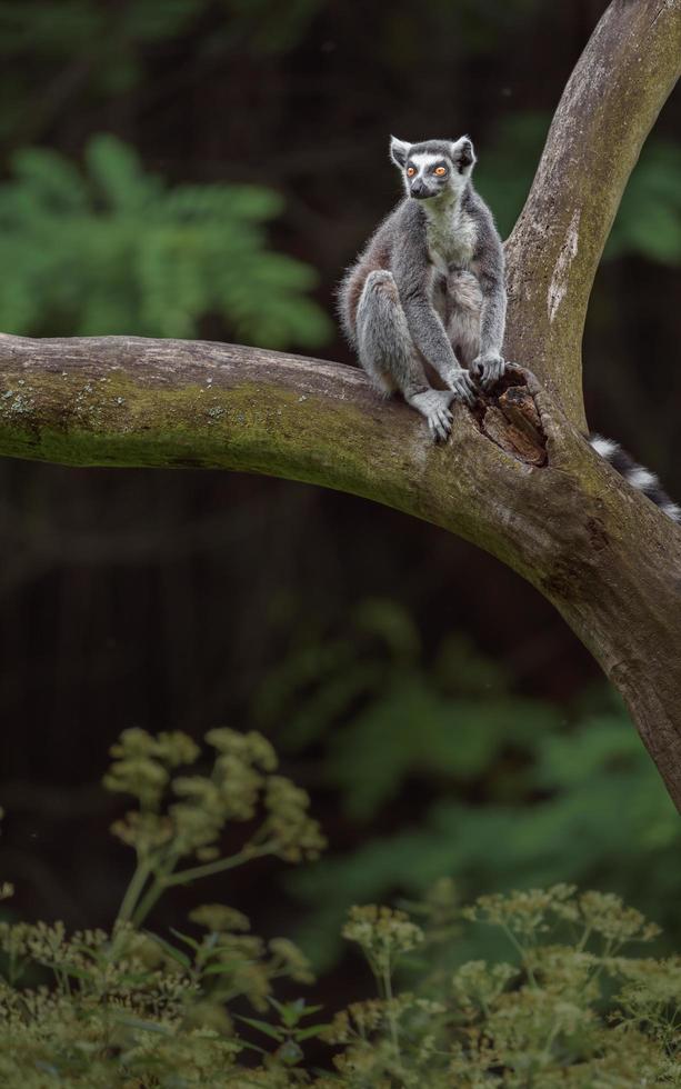 Ring tailed lemur photo