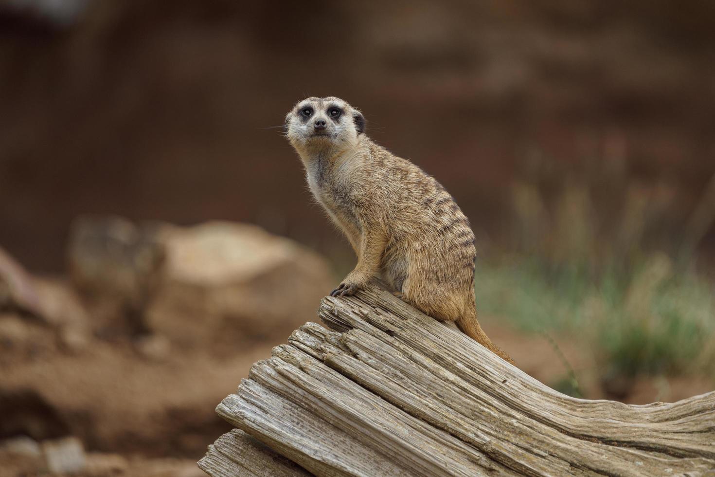 Portrait of Meerkat photo