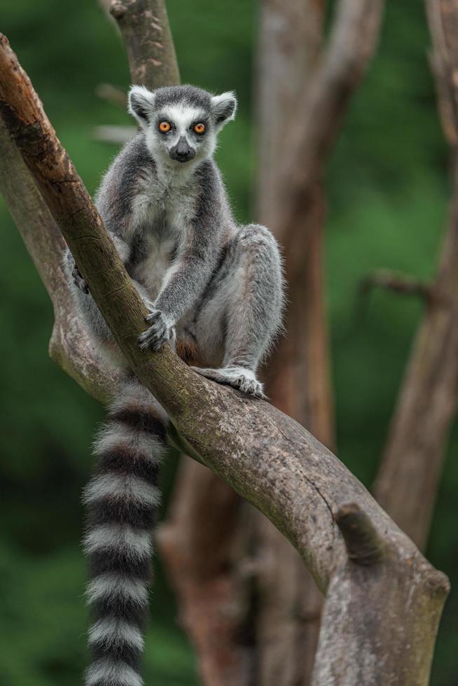 Ring tailed lemur photo