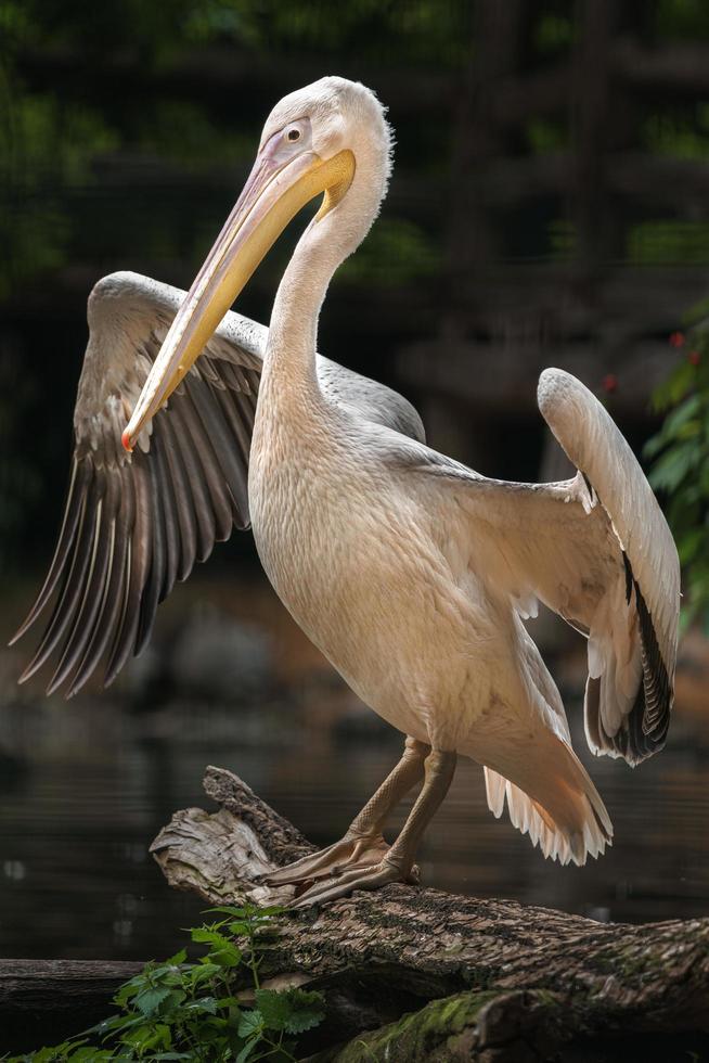 Great white pelican photo