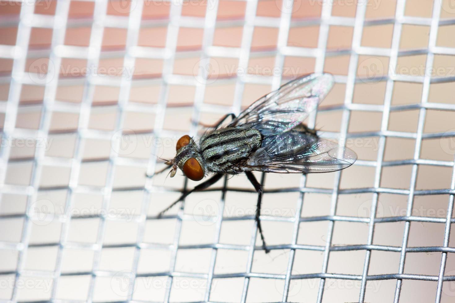 Primer plano de una mosca en la red foto