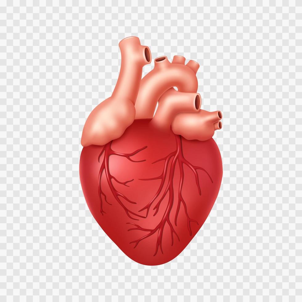 corazón humano realista vector