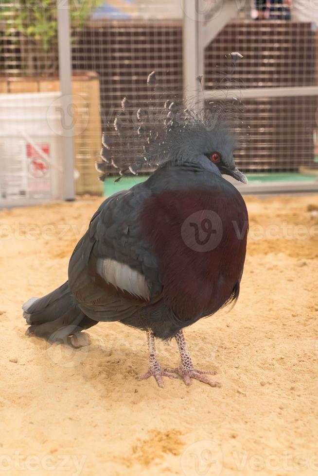 Victoria crowned pigeon in farm photo