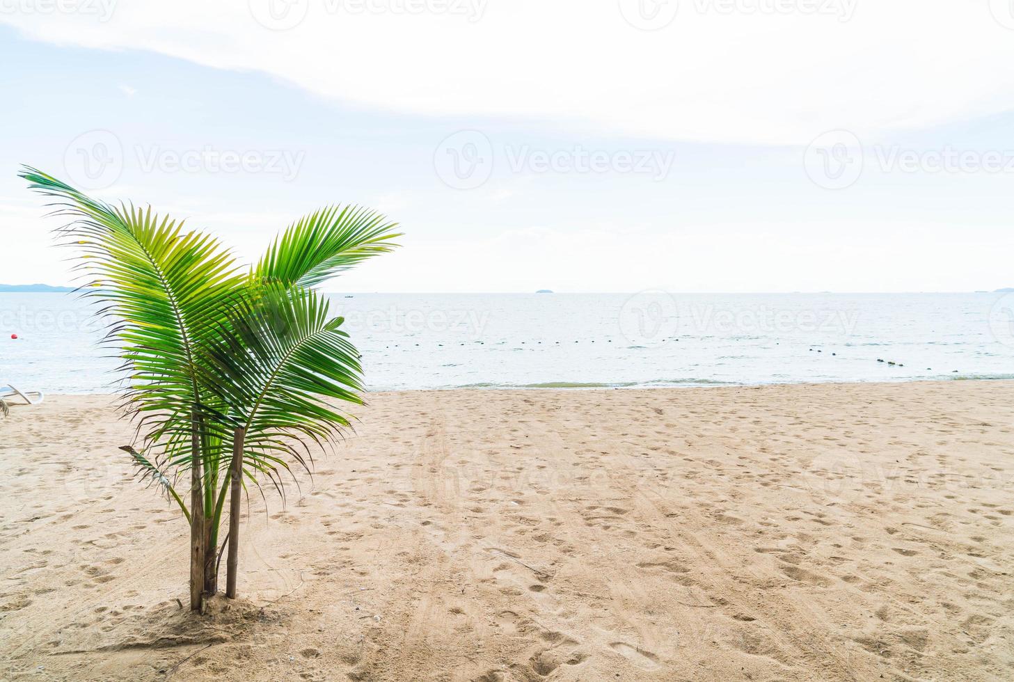 Palm and tropical beach at Pattaya in Thailand photo