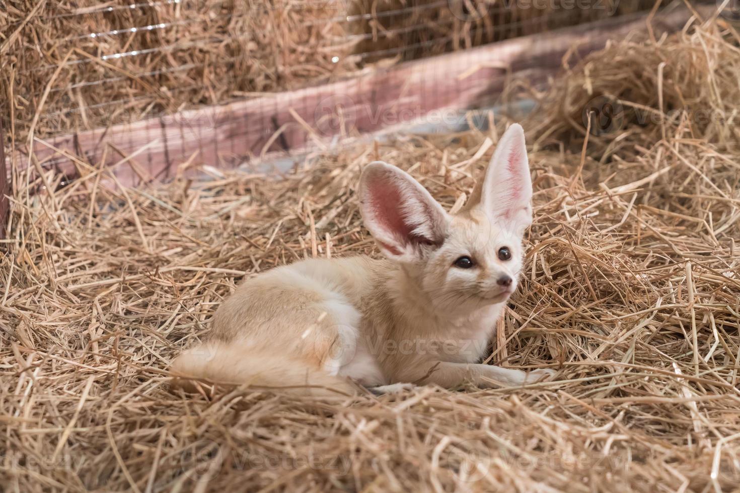 Fennec fox or Desert fox photo