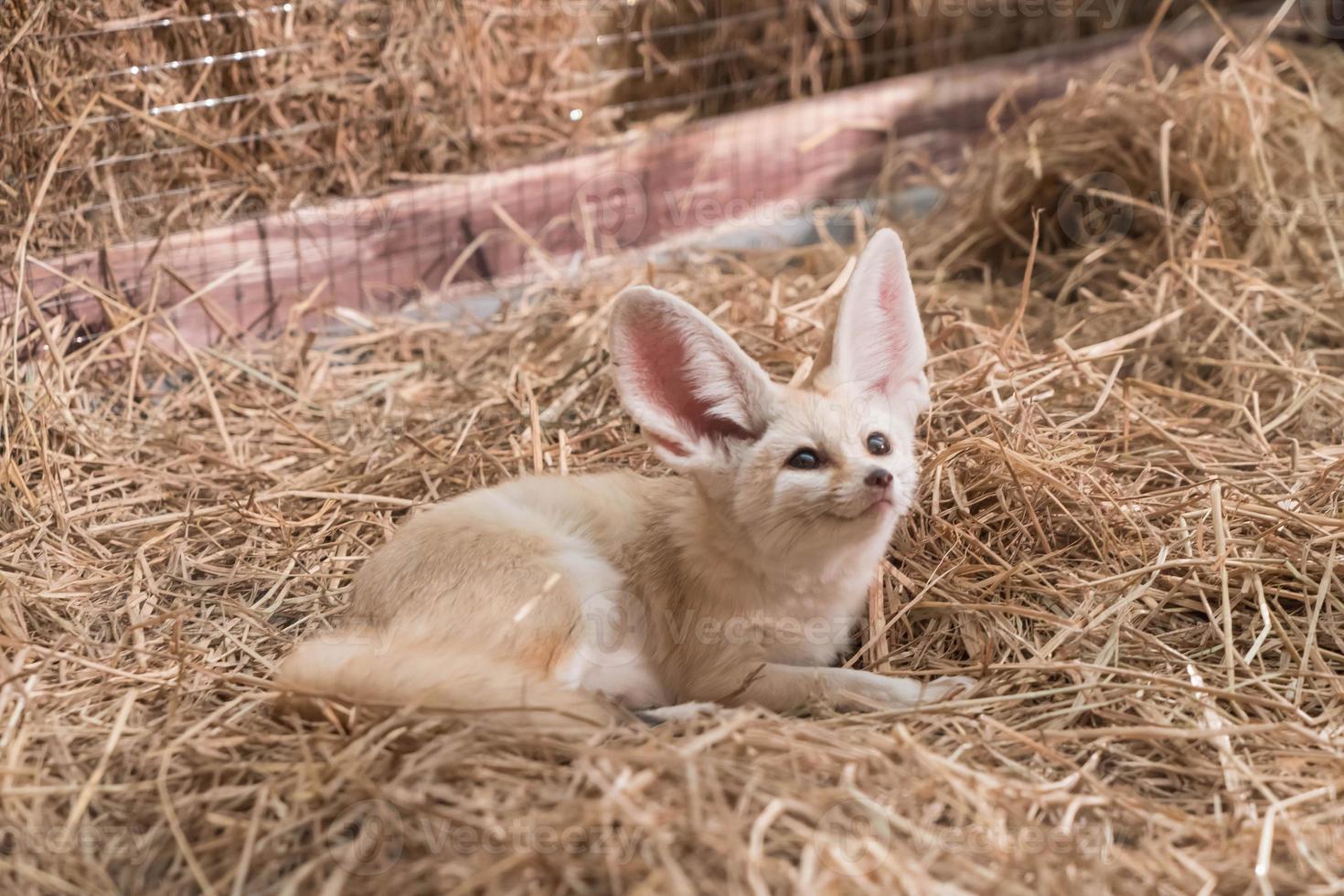 zorro fennec o zorro del desierto foto