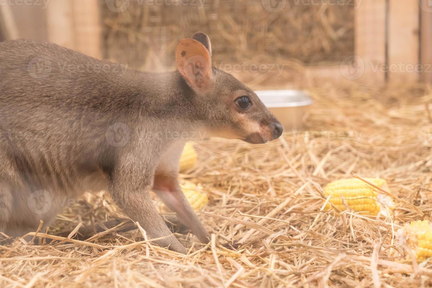 wallaby o mini canguro foto