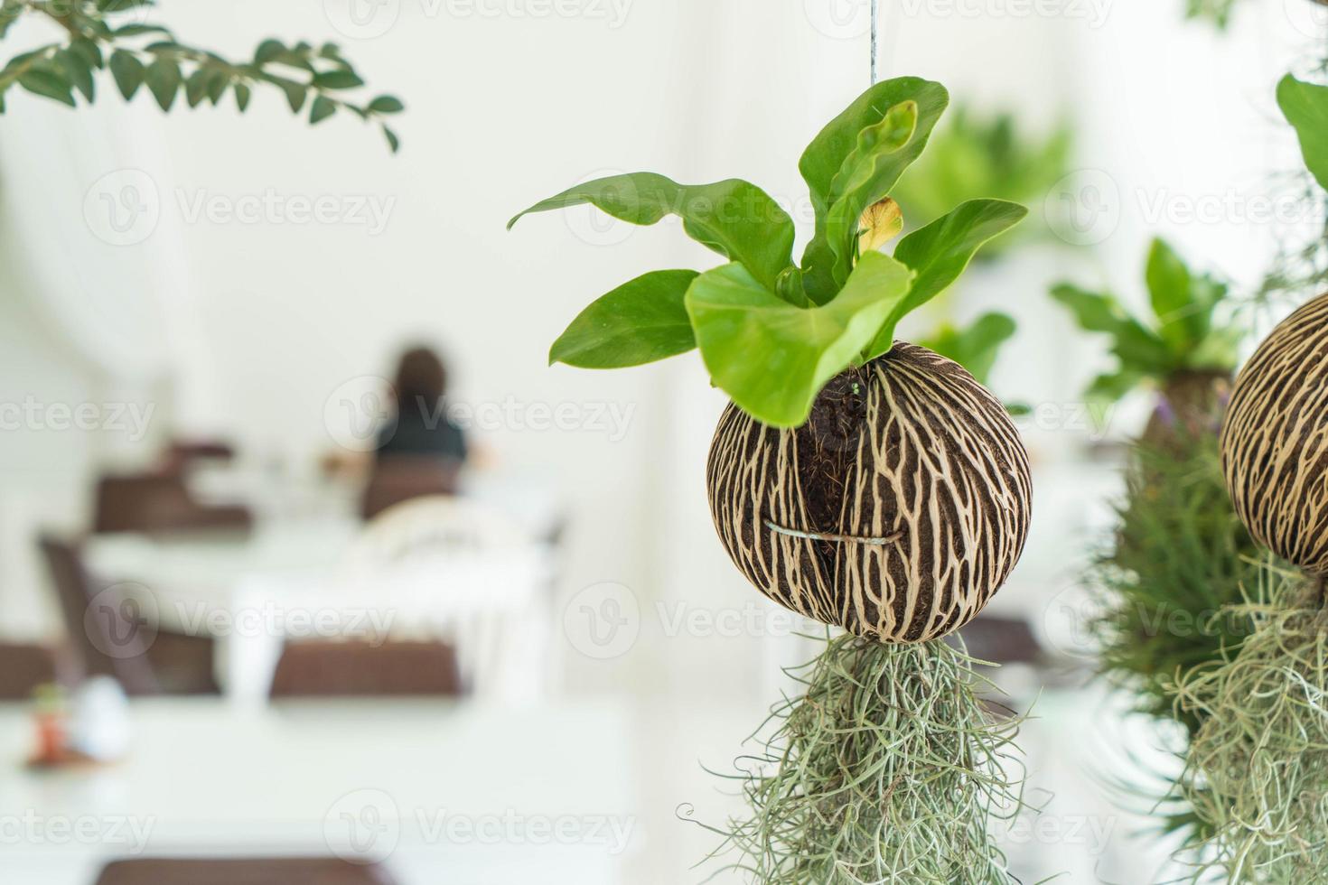 árbol colgante en maceta de coco foto