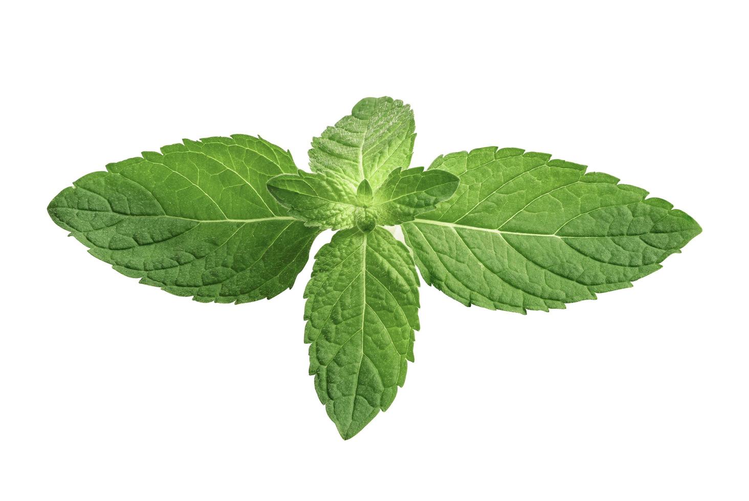 Mint leaf, Fresh raw Peppermint leaf isolated on white background. photo