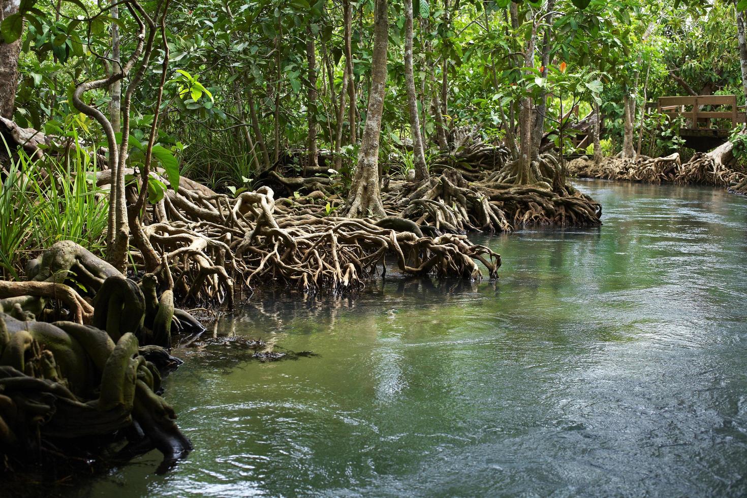 río corriendo y mucho árbol foto