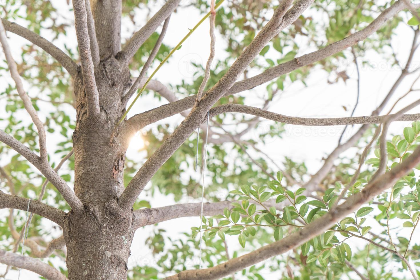 tronco de árbol con fondo blanco foto