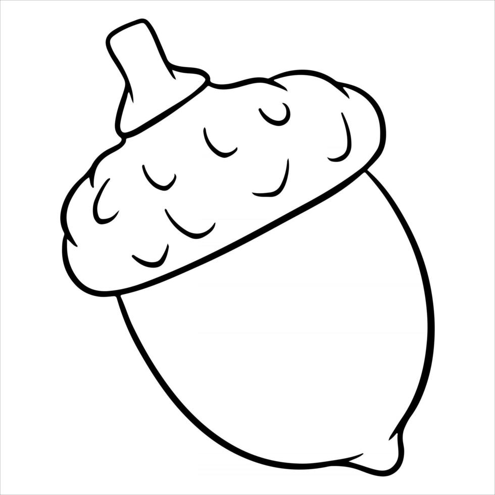 The fruit of the oak is edible. An acorn with a hat and a twig. vector