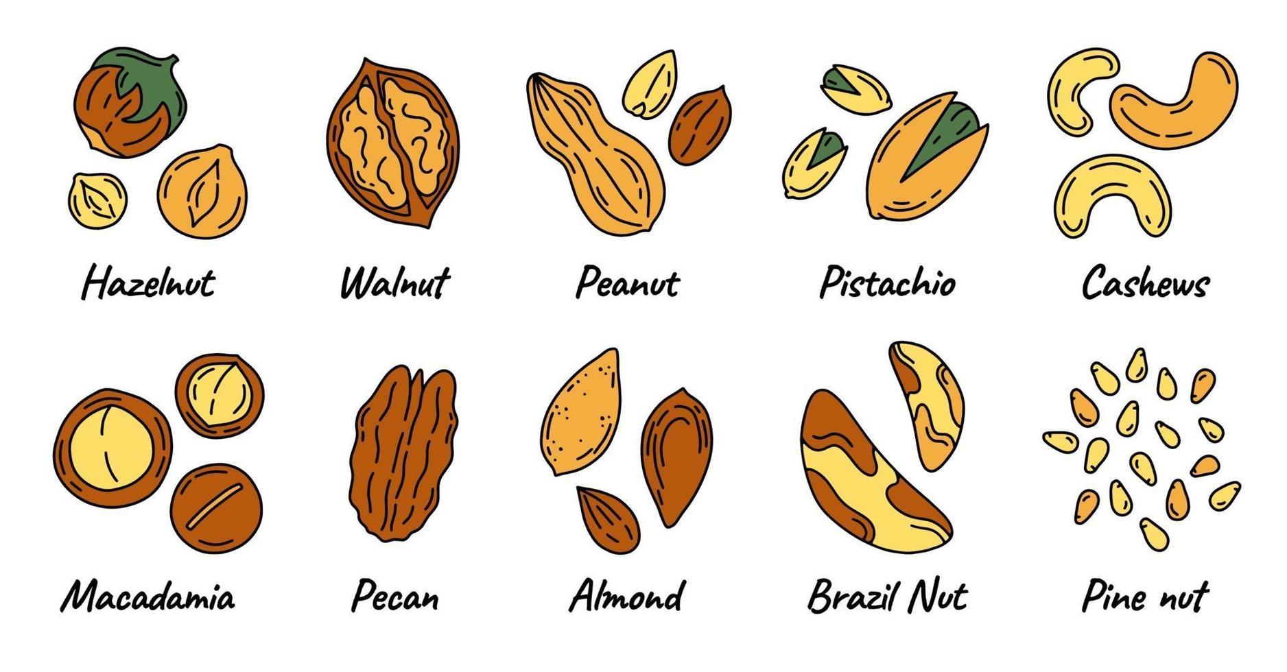 Nuts and Seeds set of different kinds icons vector