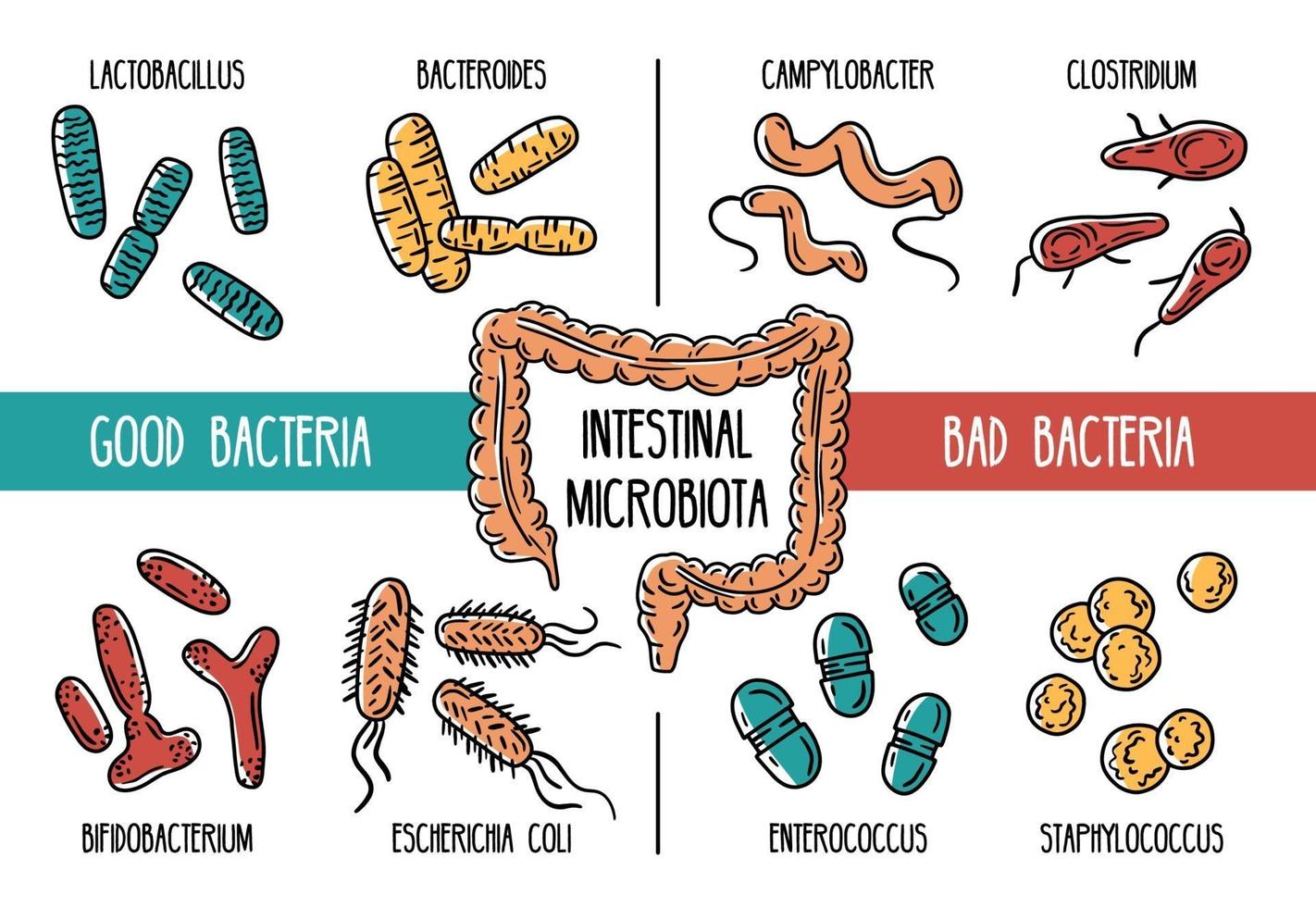 Microbiota Cartoon