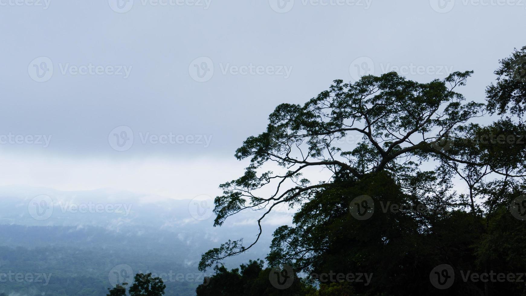 árbol tropical y niebla en la montaña foto