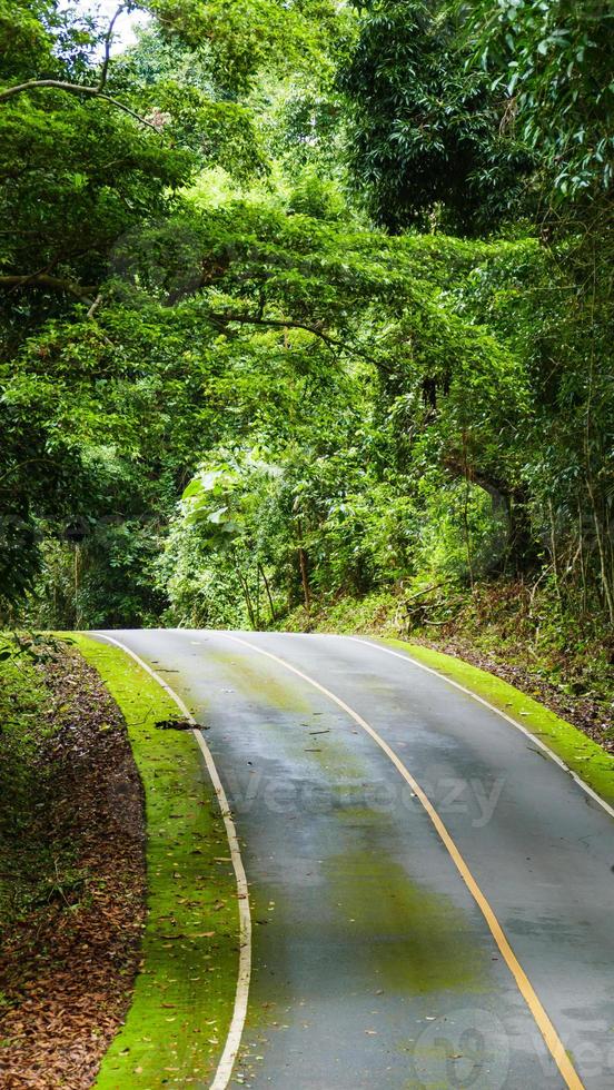 carretera asfaltada en el parque nacional. foto