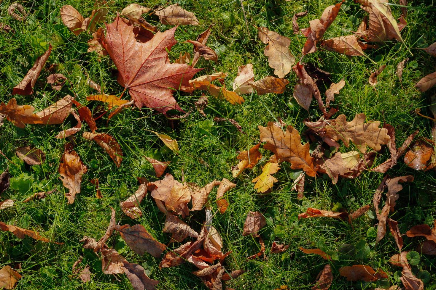 otoño hojas caídas en la foto de la hierba