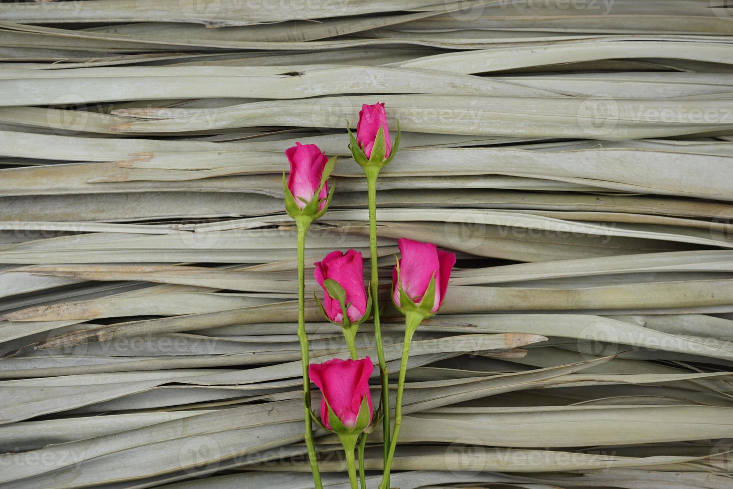 Plano de rosas rosadas sobre fondo de hojas de palma secas. foto
