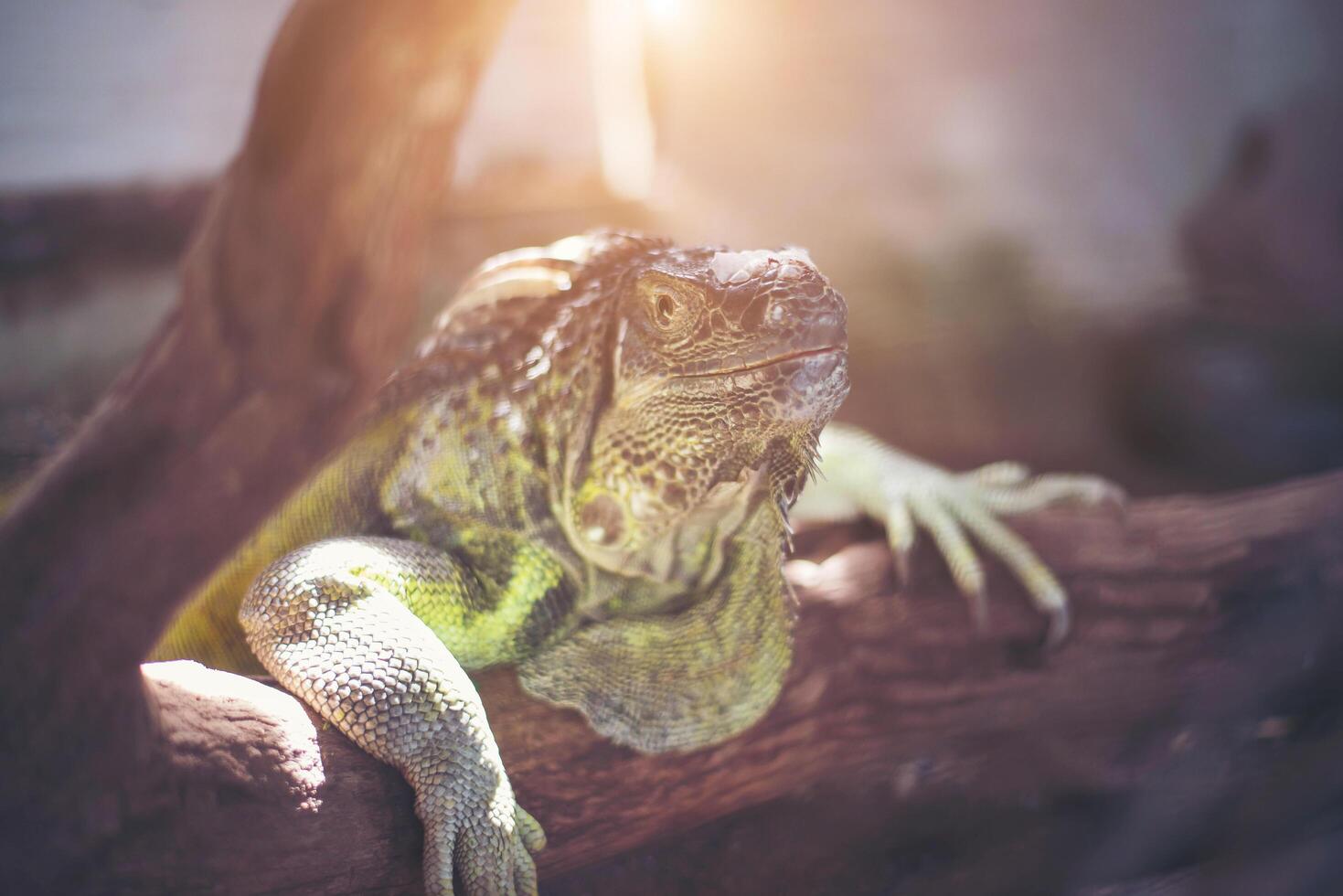 Giant lizard holding on the dead branch at the forest. photo