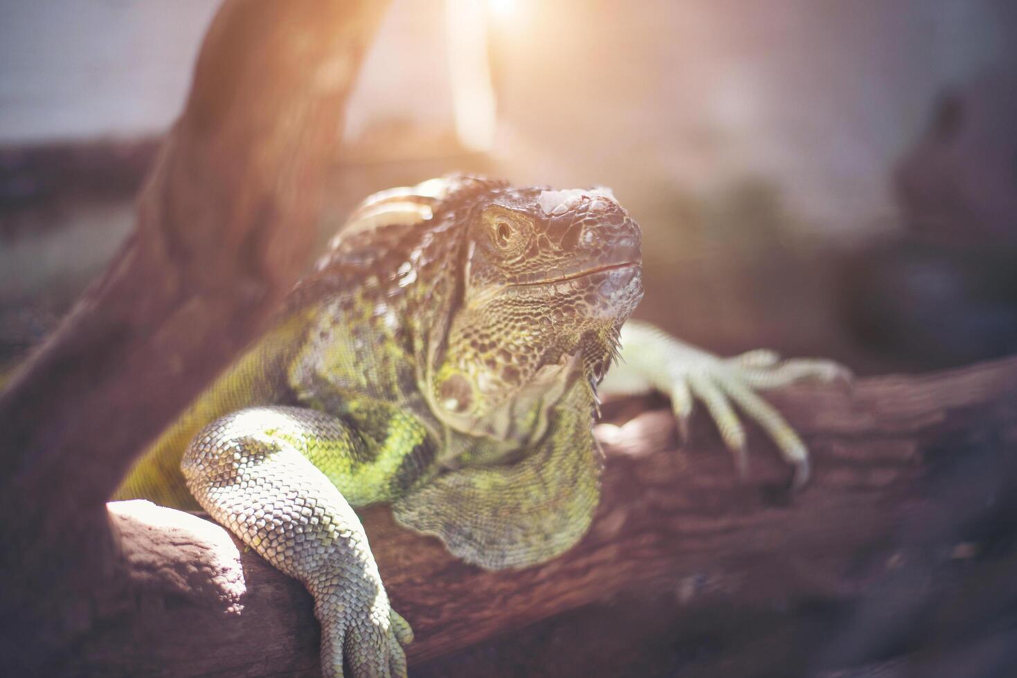 Giant lizard holding on the dead branch at the forest. photo