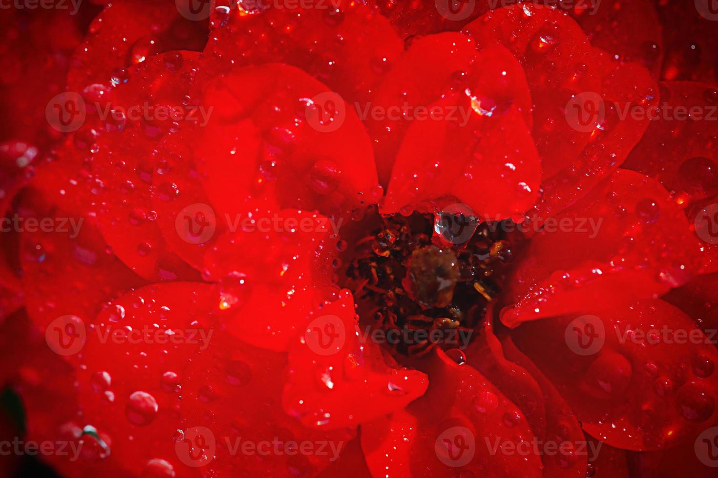 Hermosa rosa roja cubierta de rocío de la mañana extreme close-up foto