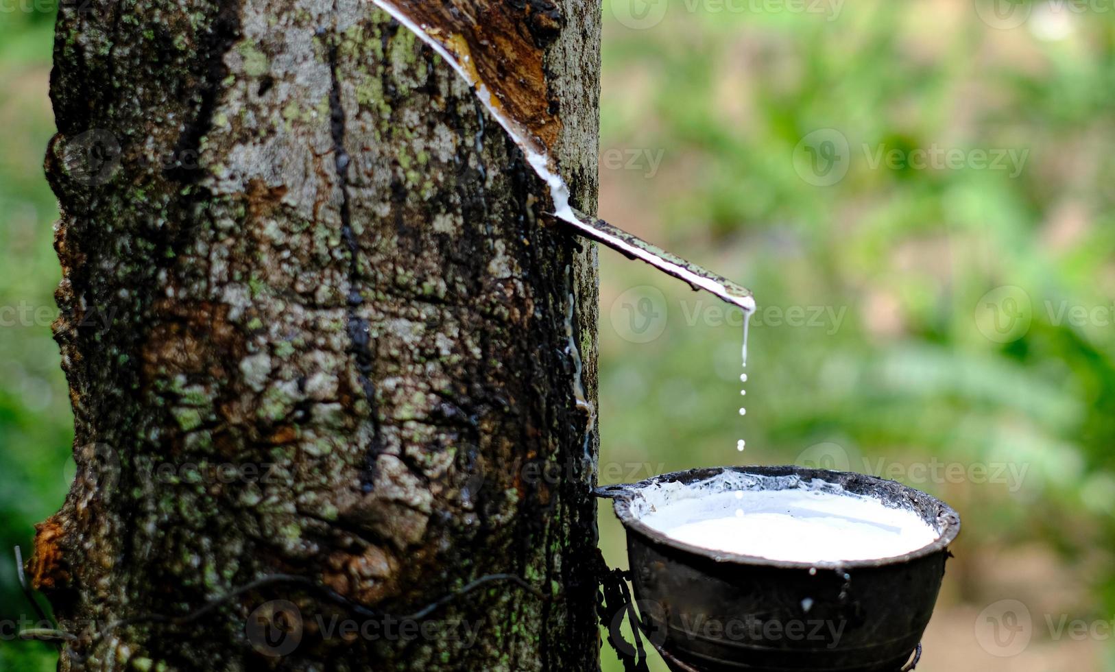 El látex lechoso fresco fluye hacia un recipiente de plástico desde el árbol de caucho de párr. foto