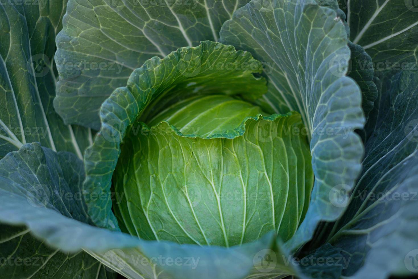 Close up green fresh cabbage maturing heads growing in the farm field photo