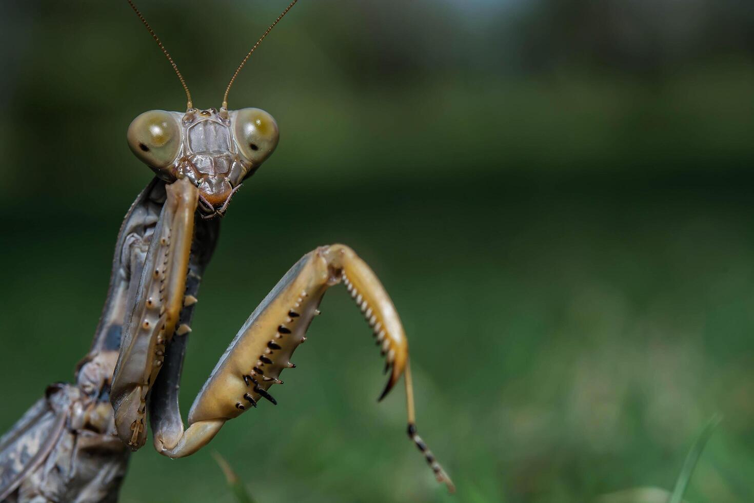 Dead Leaf Praying Mantis - mantis religiosa in forest photo