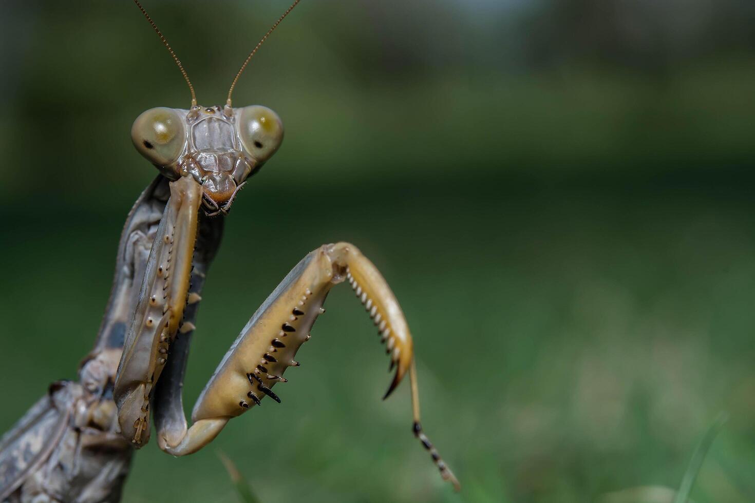 Dead Leaf Praying Mantis - mantis religiosa in forest photo