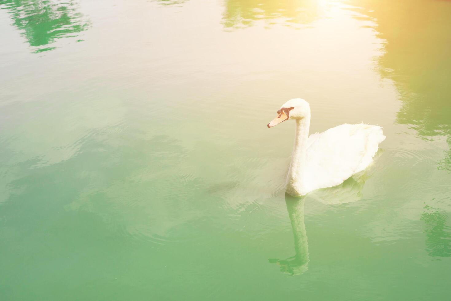 Graceful swan floating in the emerald green lake photo