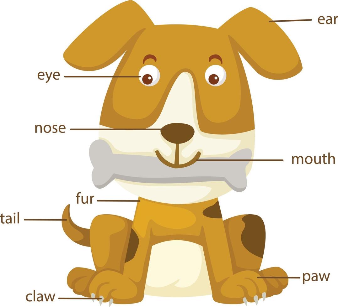 parte del vocabulario del perro del vector del cuerpo
