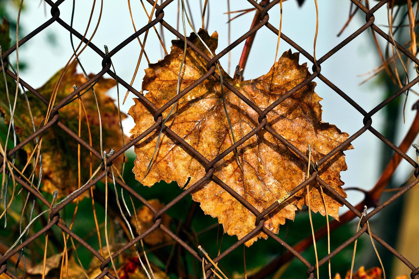 Dry Autumn Leaves in Nature photo