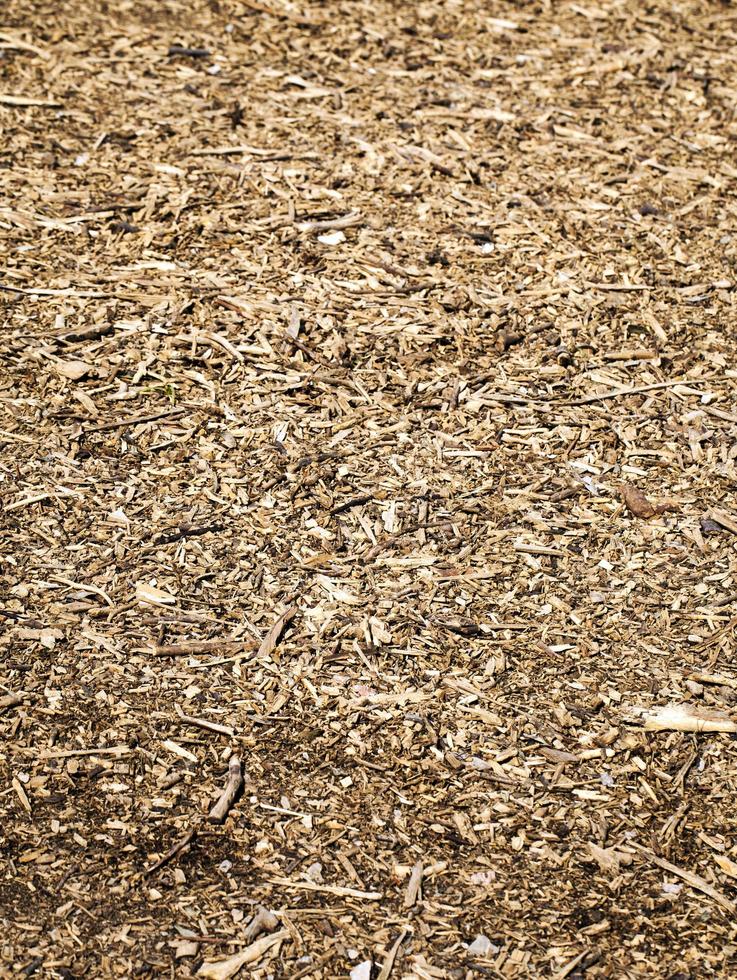 Dry Autumn Leaves in Nature photo