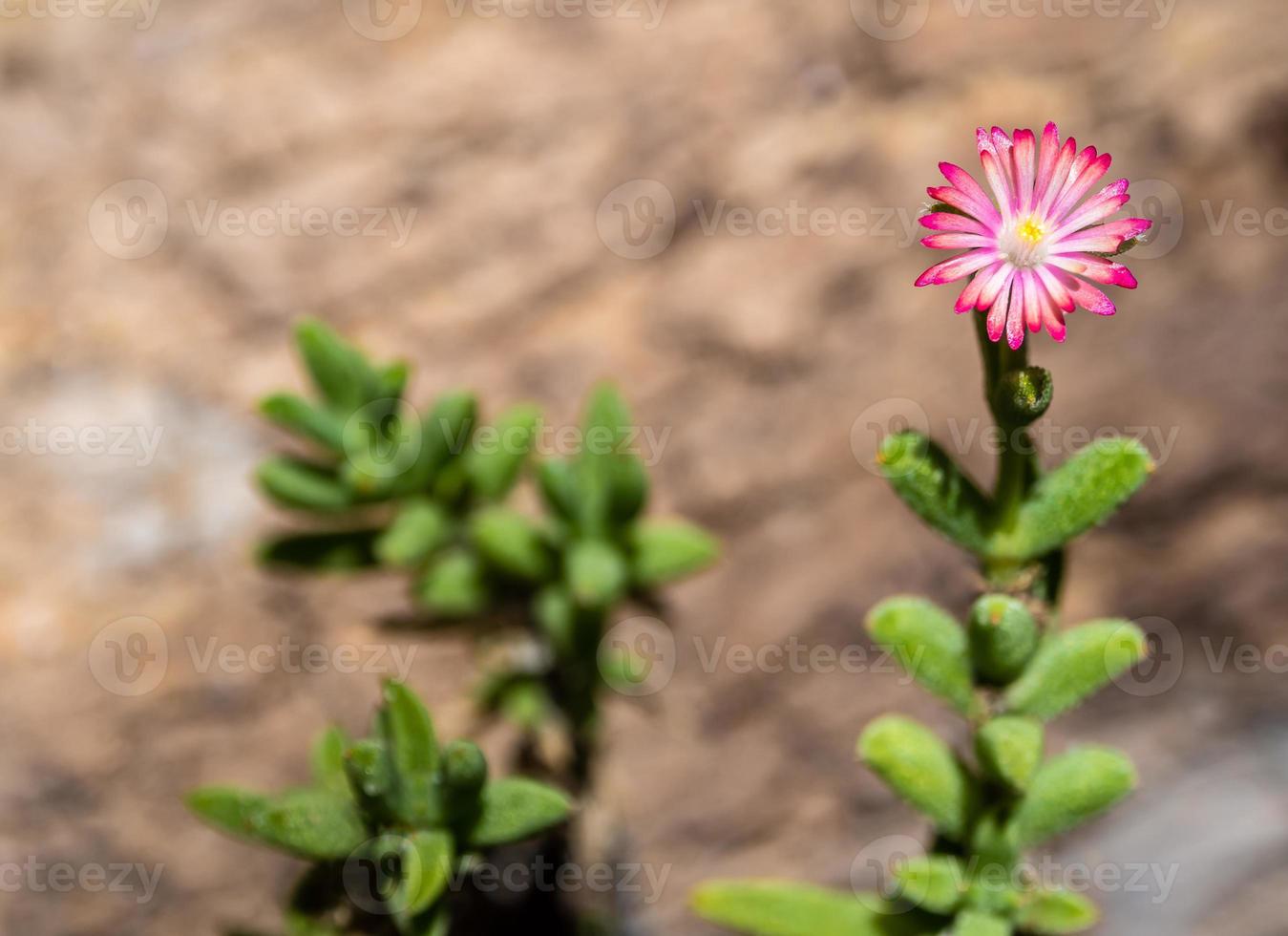 Purple lampranthus Pink color flower of Ice plant in the garden photo