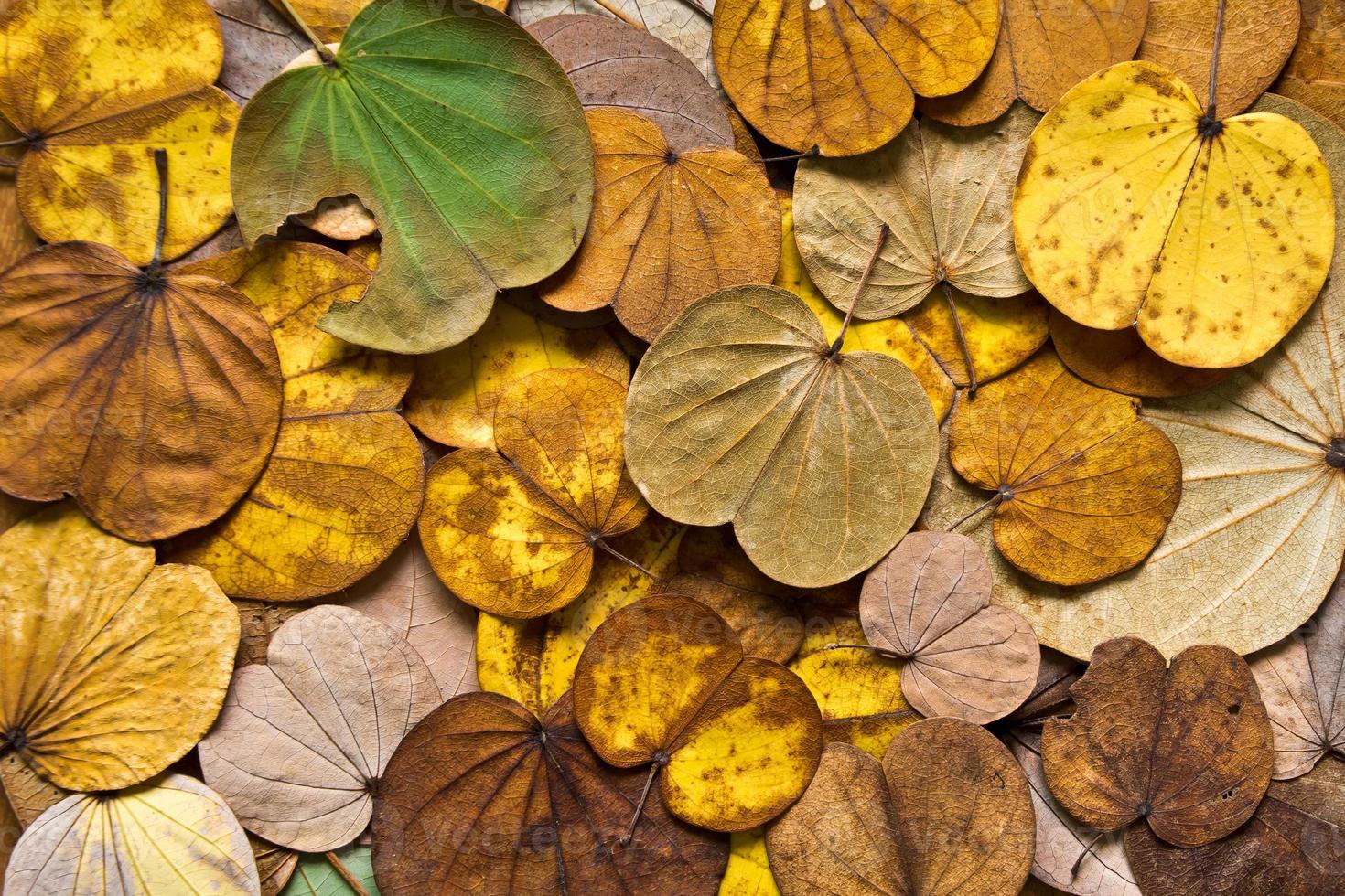 Colorful of leaves in Autumn photo