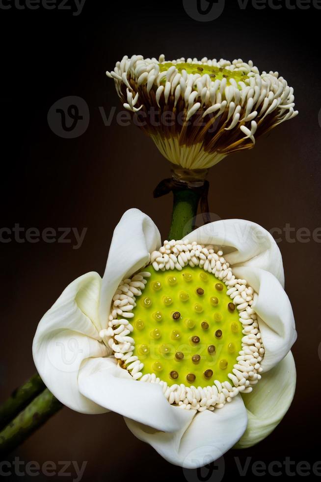 White lotus pods and pollen photo