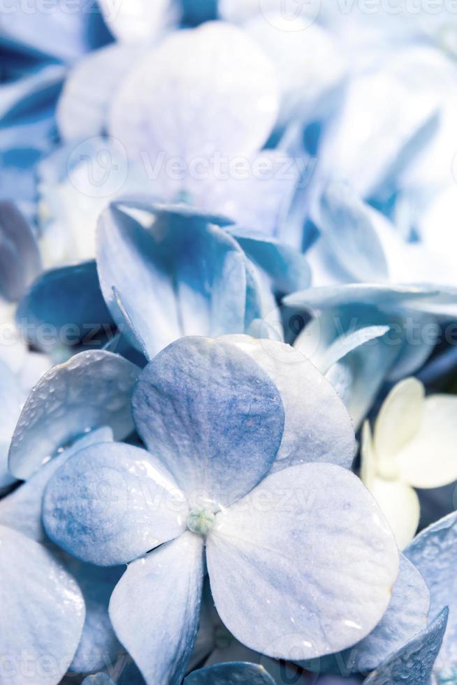 Cerrar detalle de frescura azul ramo de flores frágiles foto