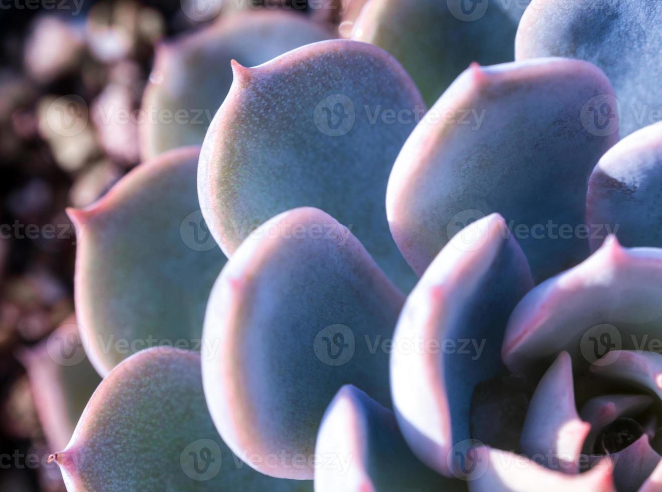 Succulent plant close up fresh leaves detail of Echeveria photo