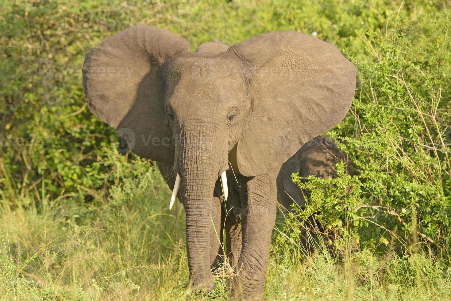 afircan elefante en bush foto