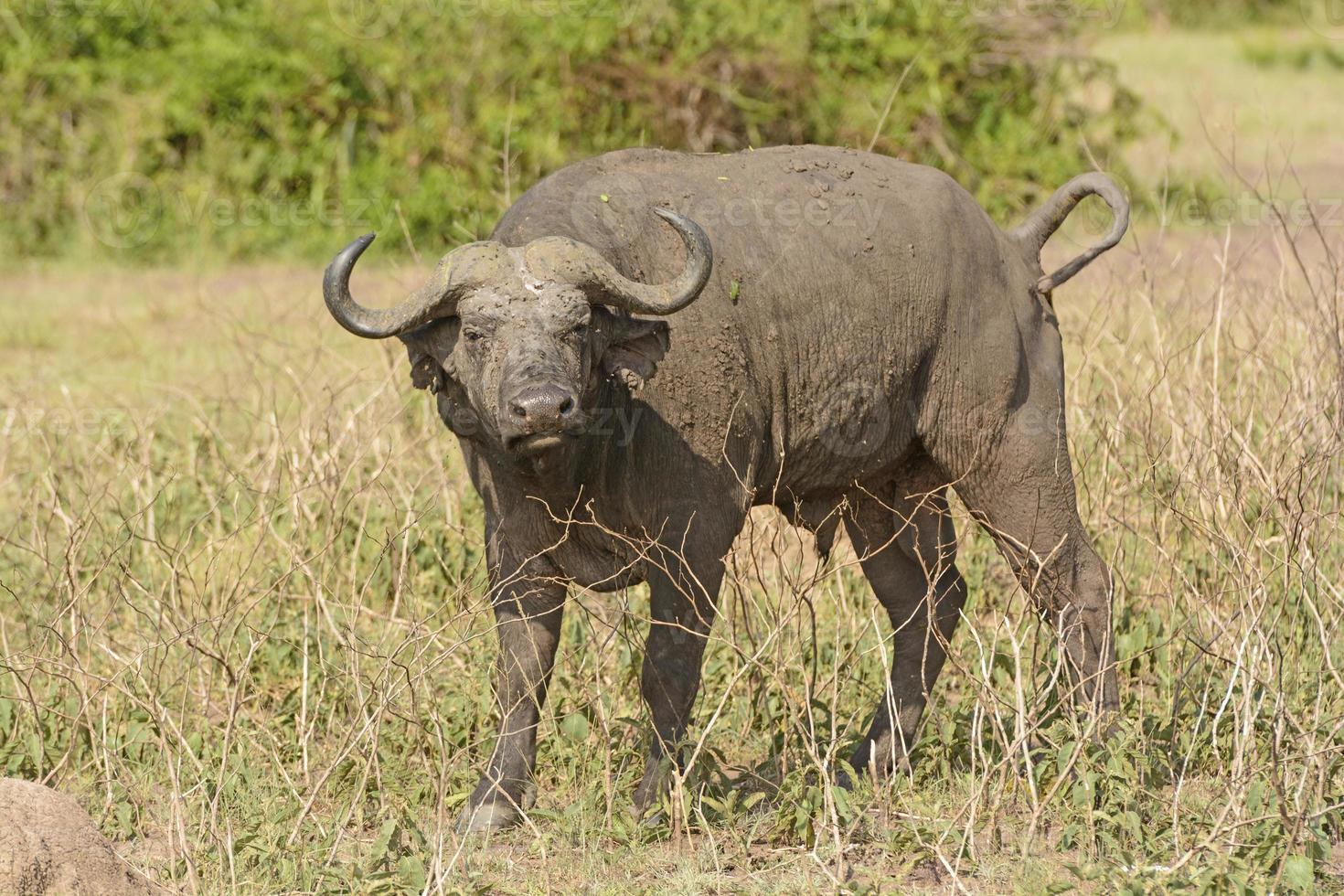 Cape Buffalo in the Veldt photo