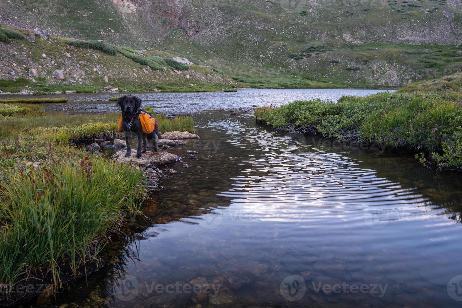 perro negro por el lago colorado foto