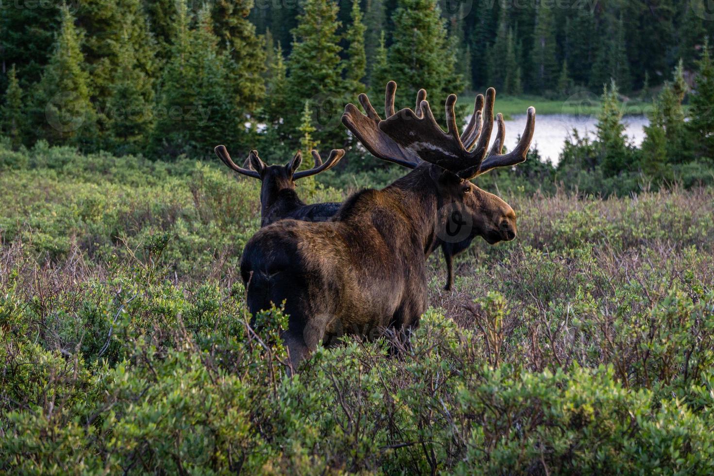 par de bull moose en colorado foto