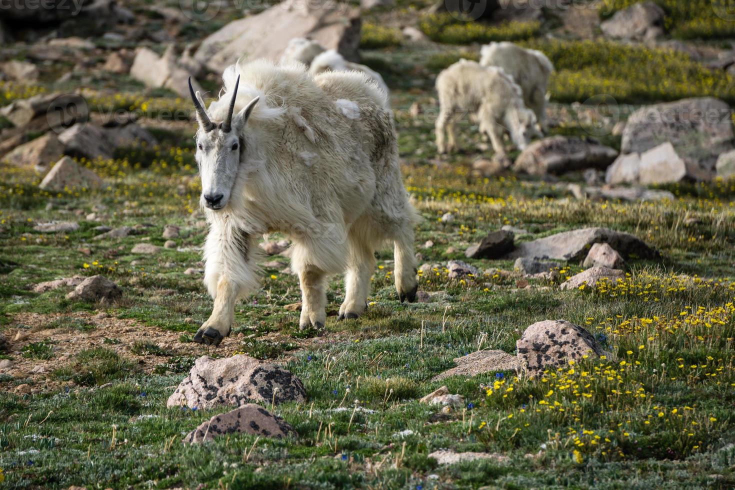 cabra montesa en las montañas de colorado foto