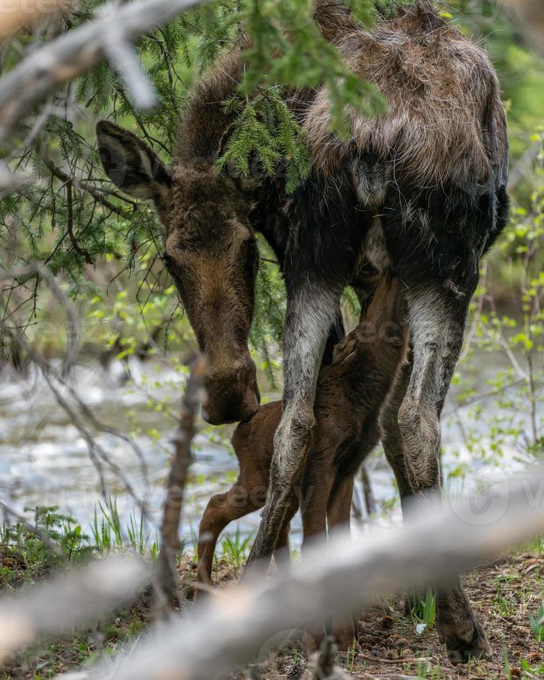 alimentación de alces muy jóvenes foto