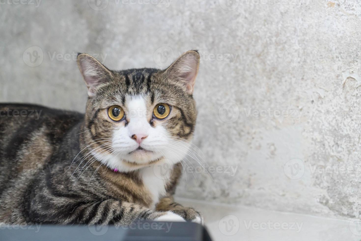 lindo gato gris foto